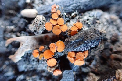 Anthracobia macrocystis
