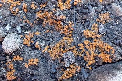 anthracobia-macrocystis1
