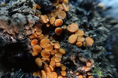 anthracobia-macrocystis2