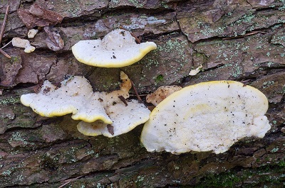 Antrodiella serpula