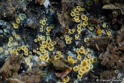 arachnopeziza-trabinelloides1