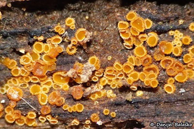 arachnopeziza-trabinelloides2