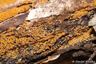 arachnopeziza-trabinelloides3