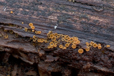 arachnopeziza-trabinelloides5