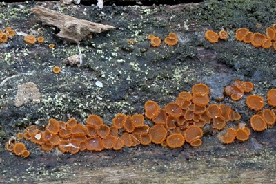 arachnopeziza-trabinelloides6