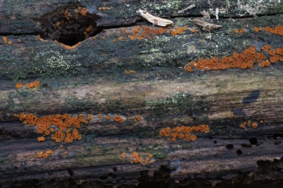 arachnopeziza-trabinelloides7