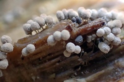 Arcyria cinerea