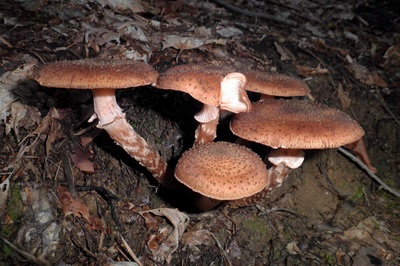 Armillaria obscura