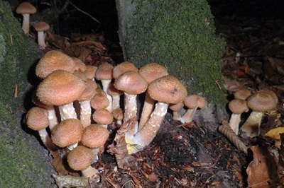 armillaria-obscura1