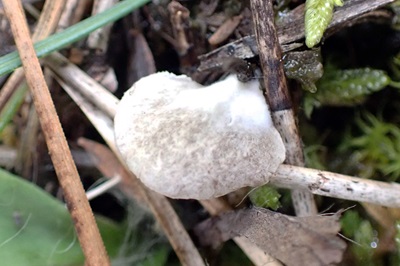 Arrhenia acerosa
