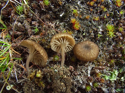 Arrhenia obatra