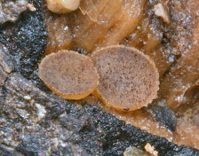 Ascobolus epimyces