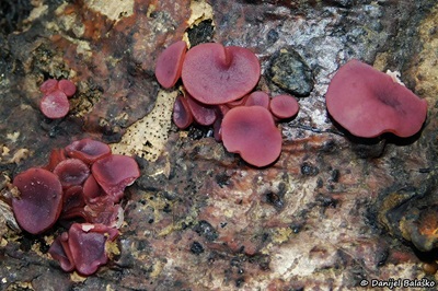 Ascocoryne cylichnium