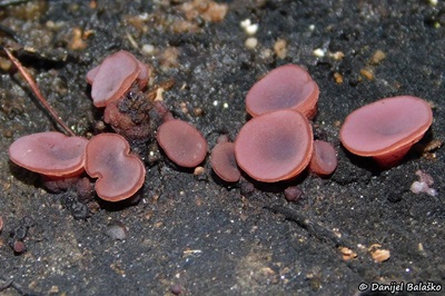 ascocoryne-cylichnium1
