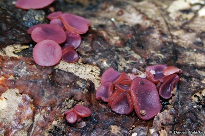 ascocoryne-cylichnium2
