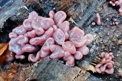 ascocoryne-sarcoides3