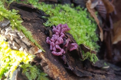 ascocoryne-sarcoides4