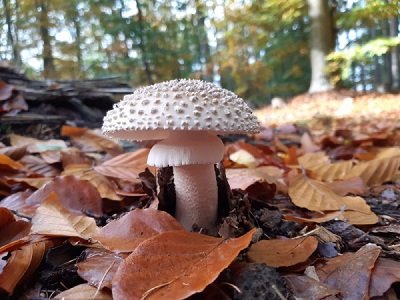 Aspidella solitaria