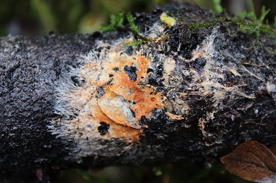 Atheliachaete sanguinea