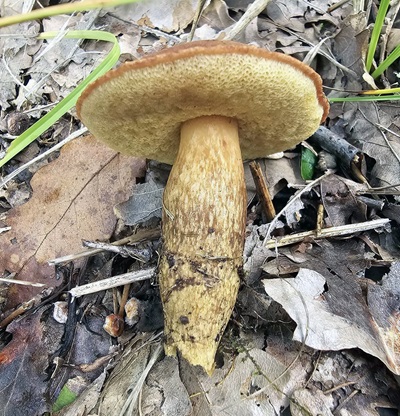 Aureoboletus moravicus