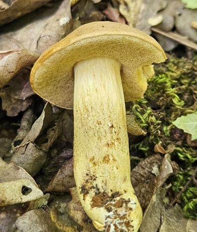 aureoboletus-moravicus2