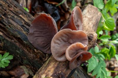 Auricularia auricula-judae