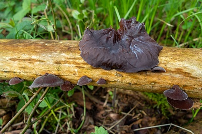 auricularia-auricula-judae2