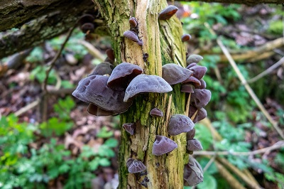 auricularia-auricula-judae3