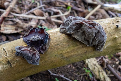 auricularia-auricula-judae4
