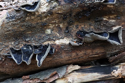 auricularia-auricula-judae5