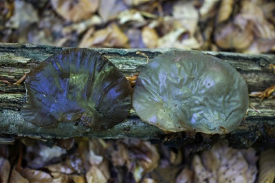 auricularia-auricula-judae6