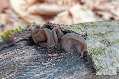 auricularia-cerrina3