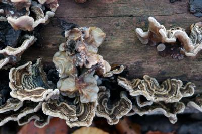 Auricularia mesenterica