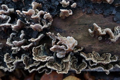 auricularia-mesenterica3
