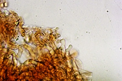 auriporia-aurulenta10