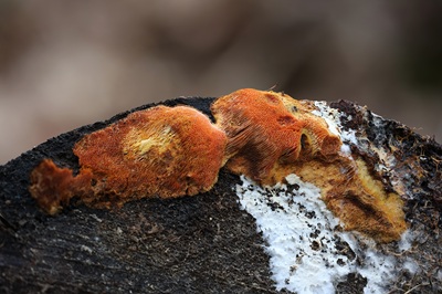 auriporia-aurulenta5