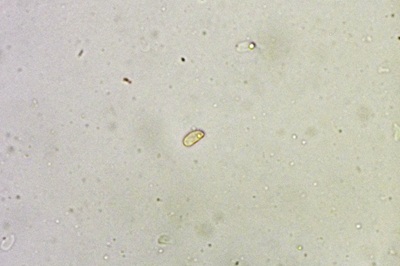 auriporia-aurulenta6