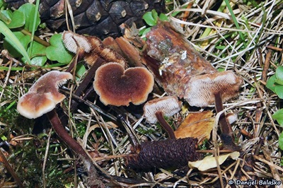 Auriscalpium vulgare