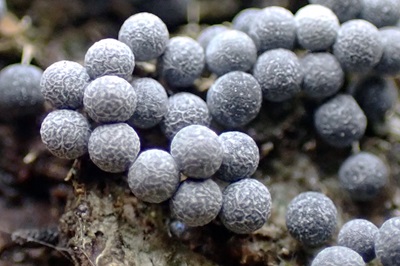 Badhamia foliicola
