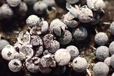 badhamia-foliicola2