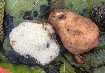 Balsamia vulgaris