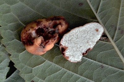 Balsamia vulgaris