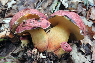 Baorangia emileorum
