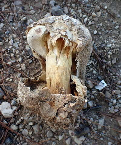 battarrea-phalloides1