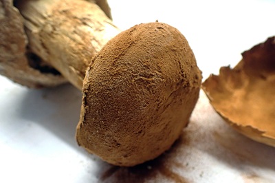 battarrea-phalloides2