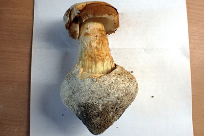 battarrea-phalloides3