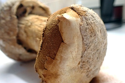 battarrea-phalloides4