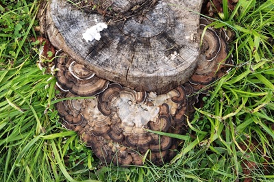 bjerkandera-fumosa10