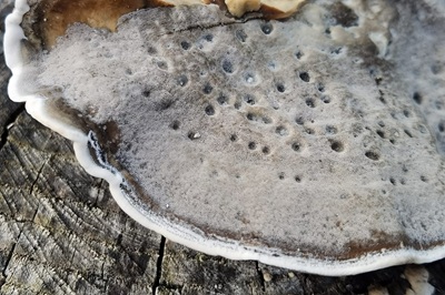 bjerkandera-fumosa5