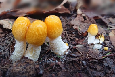 bolbitius-titubans10